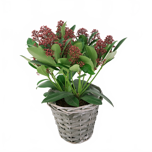 Updated product image