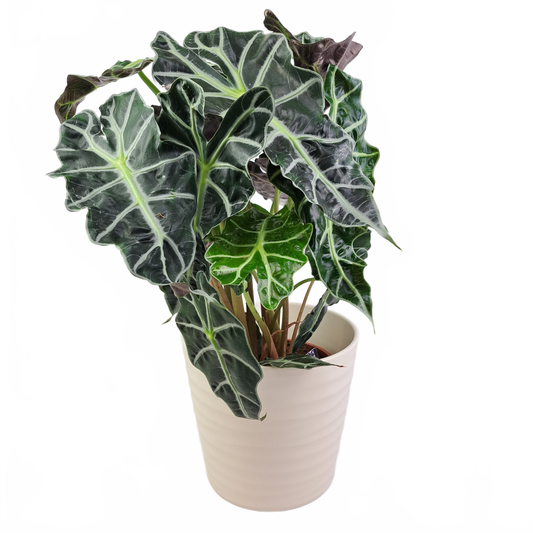 Updated product image