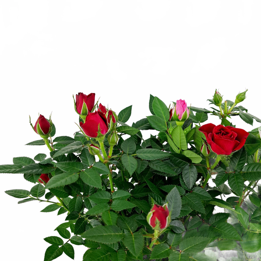 Updated product image