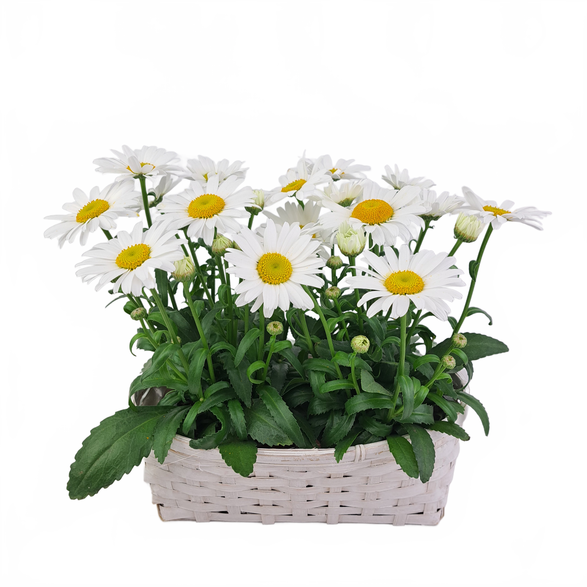 Updated product image