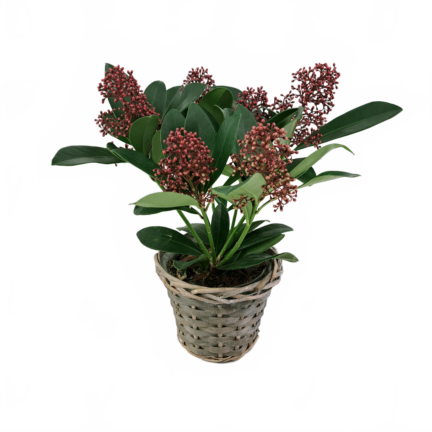 this is a product image