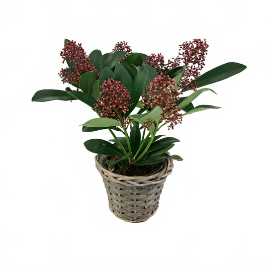 this is a product image