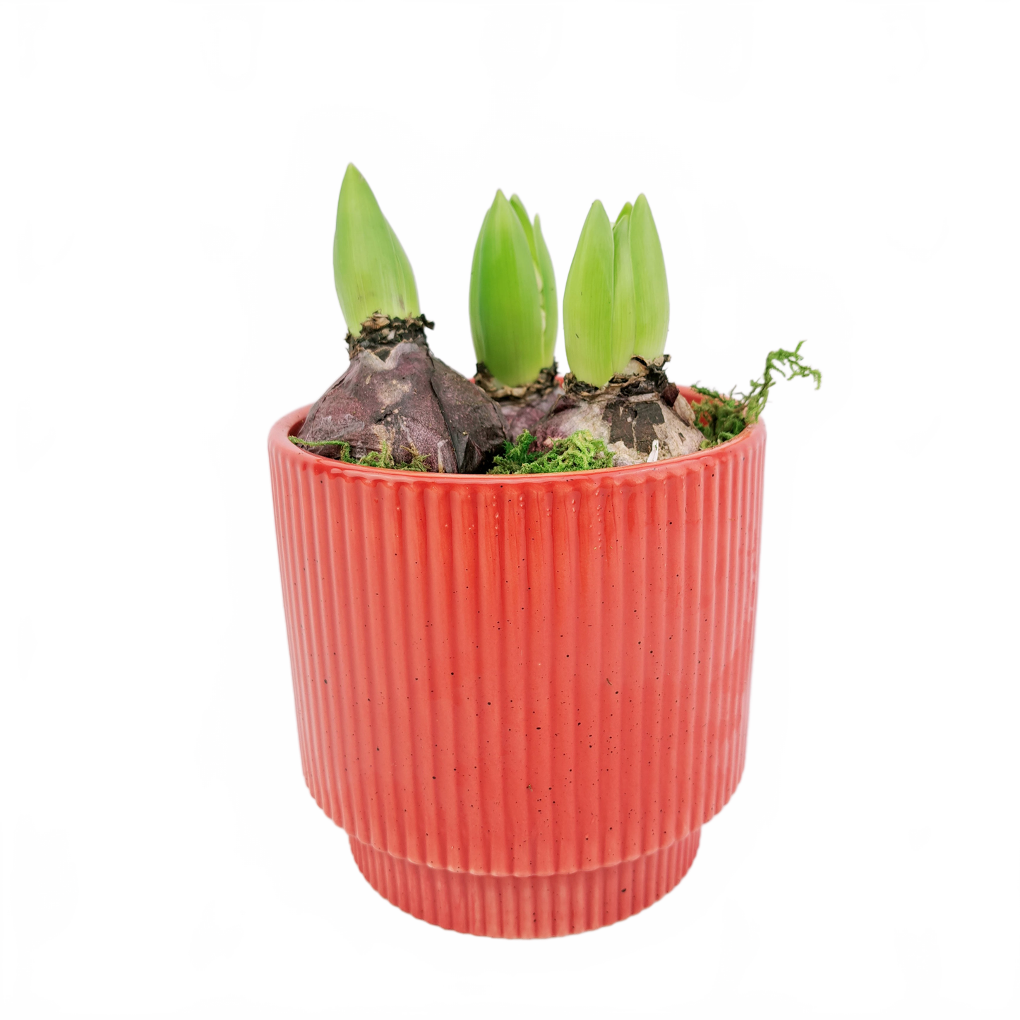 Aranžmán v keramike 15cm