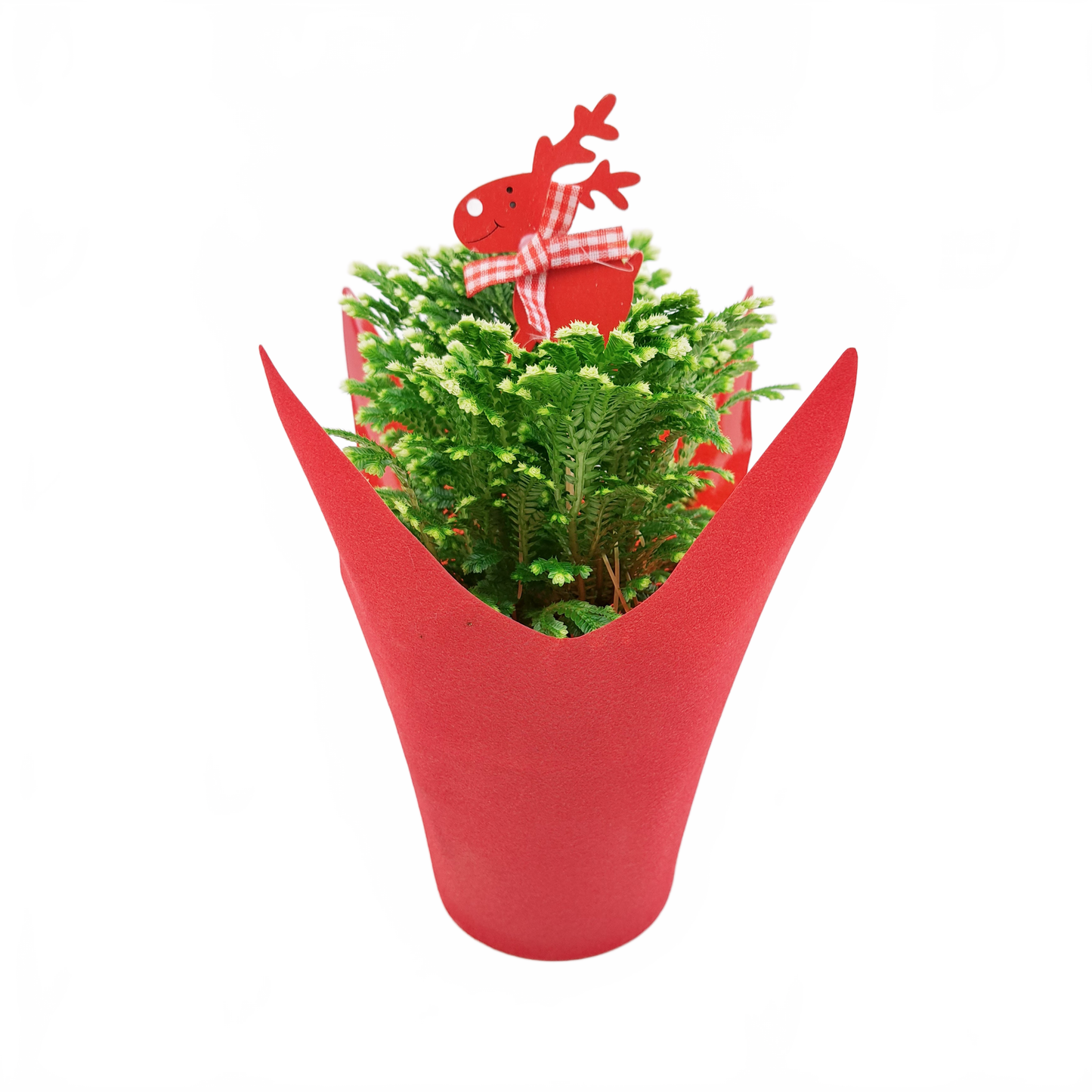 Selaginella vo vianočnom obale 20cm