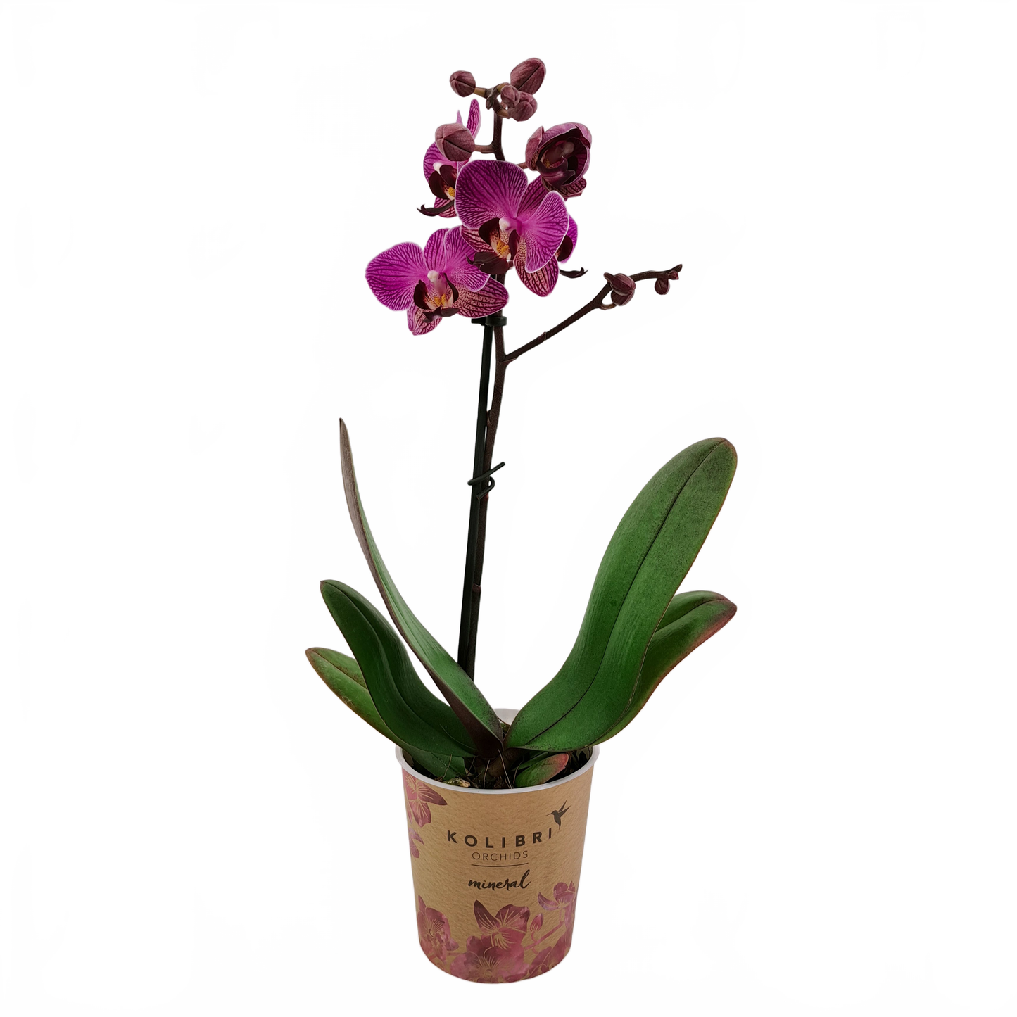 Updated product image