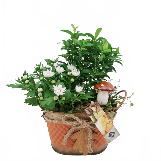 this is a product image