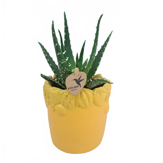 Updated product image