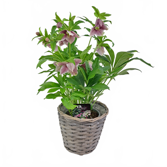 this is a product image