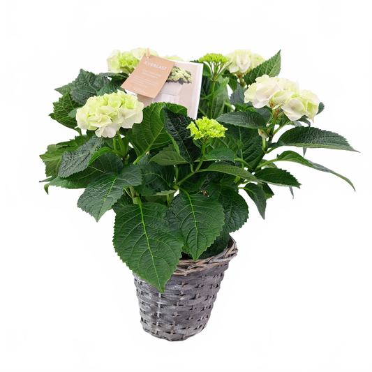 Updated product image