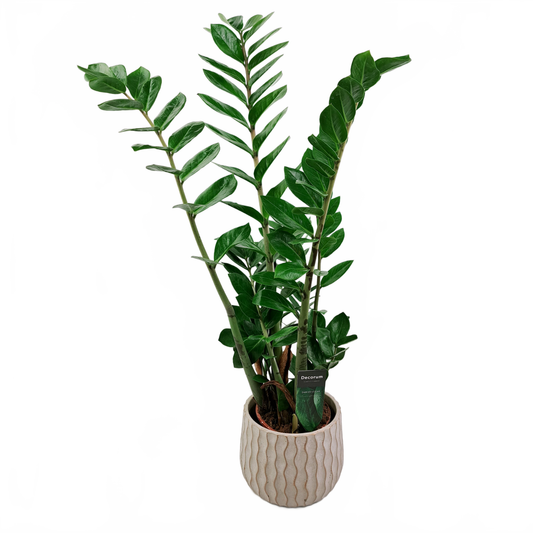 Updated product image