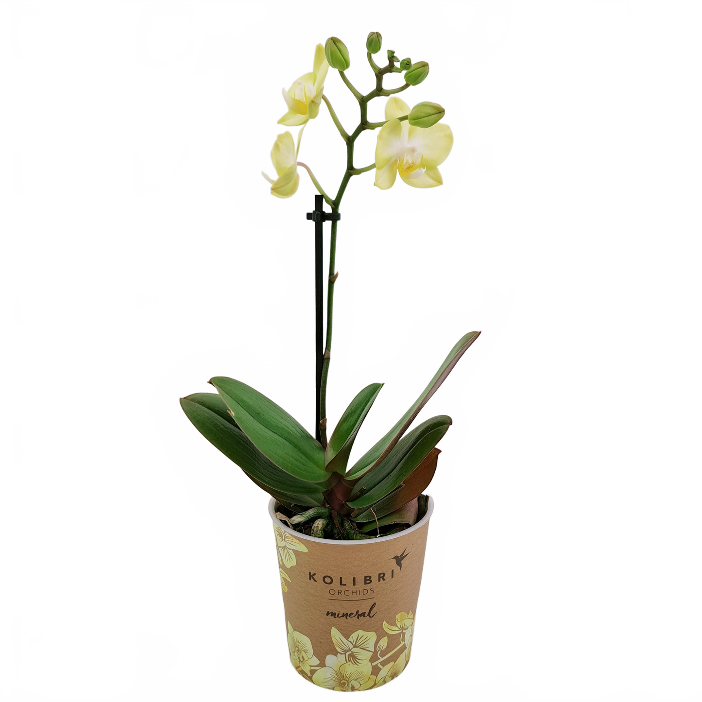 Updated product image