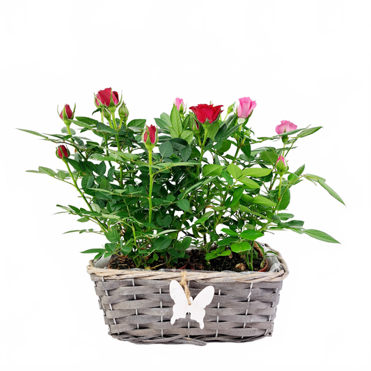 Updated product image