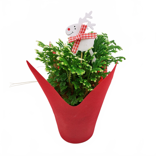 this is a product image