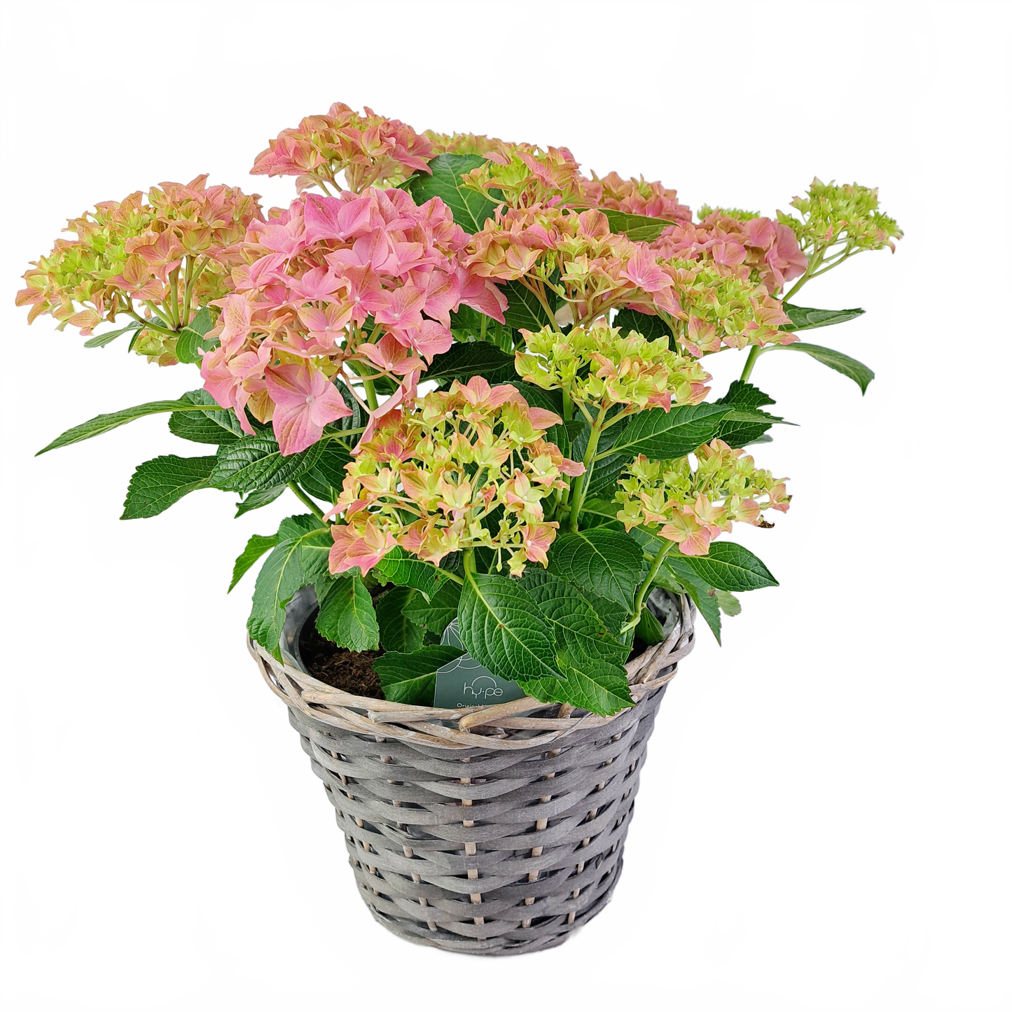 Updated product image