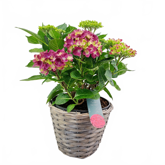 Updated product image