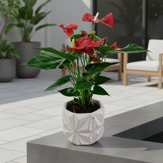 Antúria červená 40cm