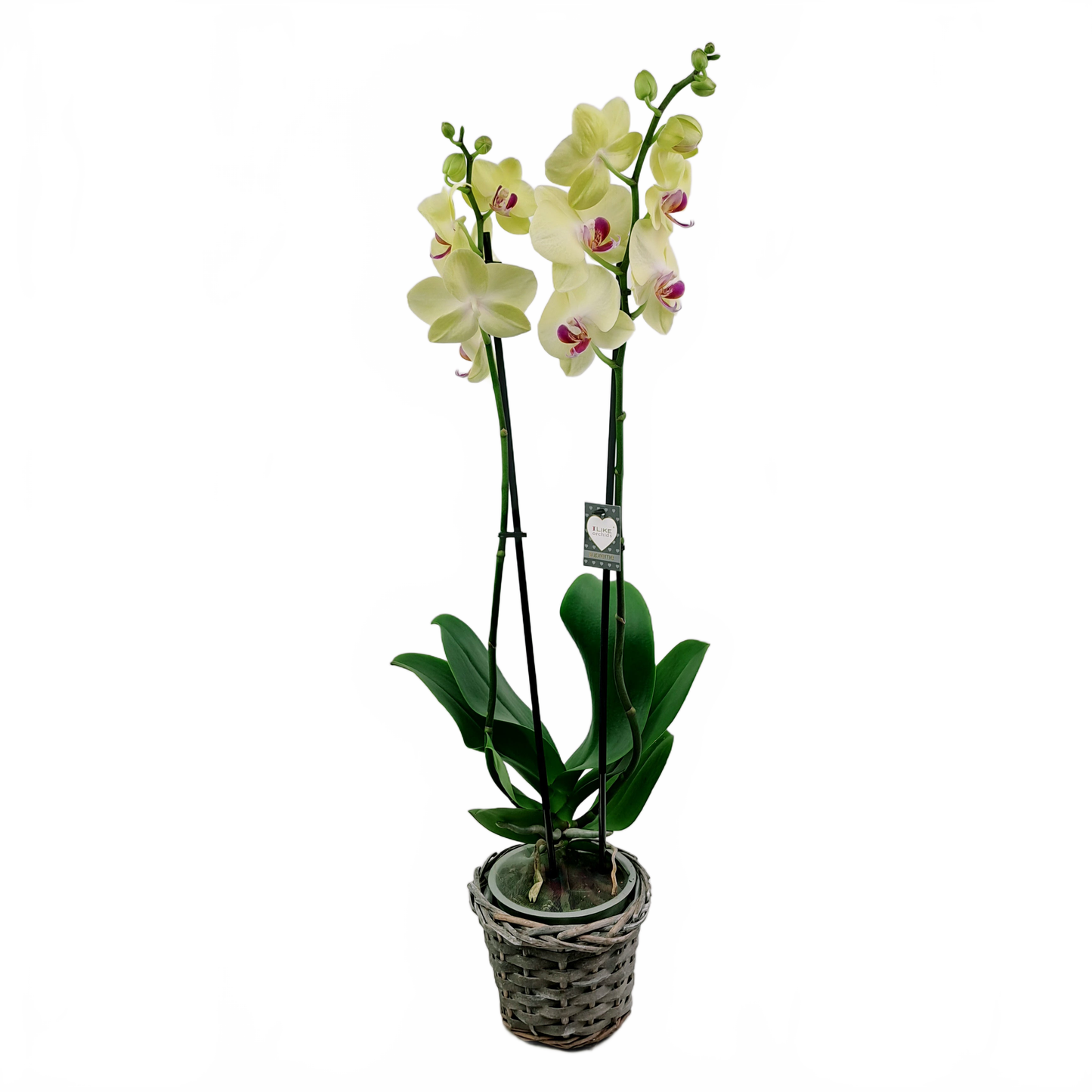 this is a product image