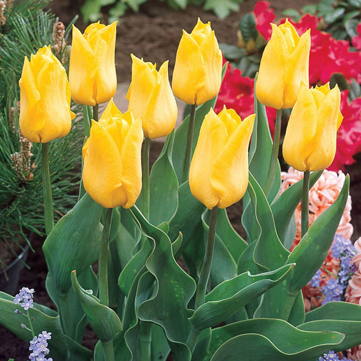 Tulipán Gold West