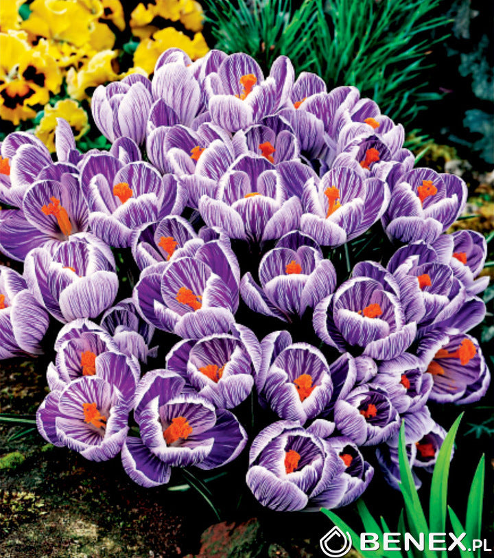 Krokus King of Striped