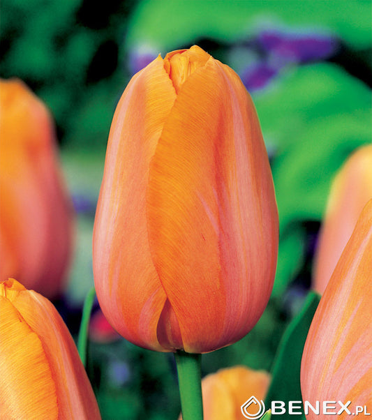 Tulipán Dordogne