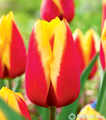 Tulipán Jan Seignette