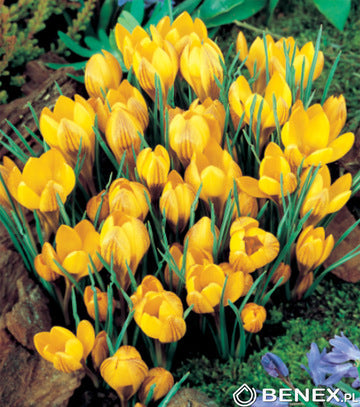 Krokus Golden Yellow