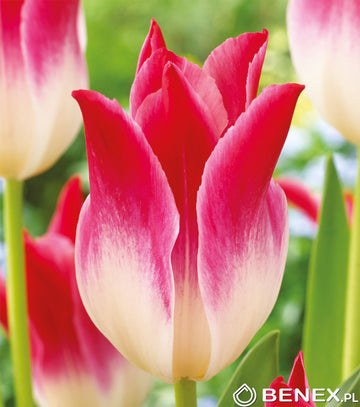 Tulipán Whispering Dream