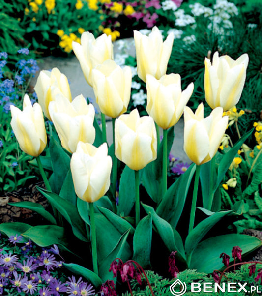 Tulipán White Purissima