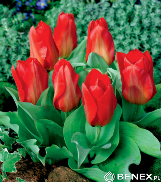 Tulipán Princeps