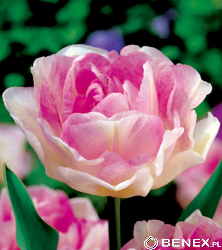 Tulipán Angelique