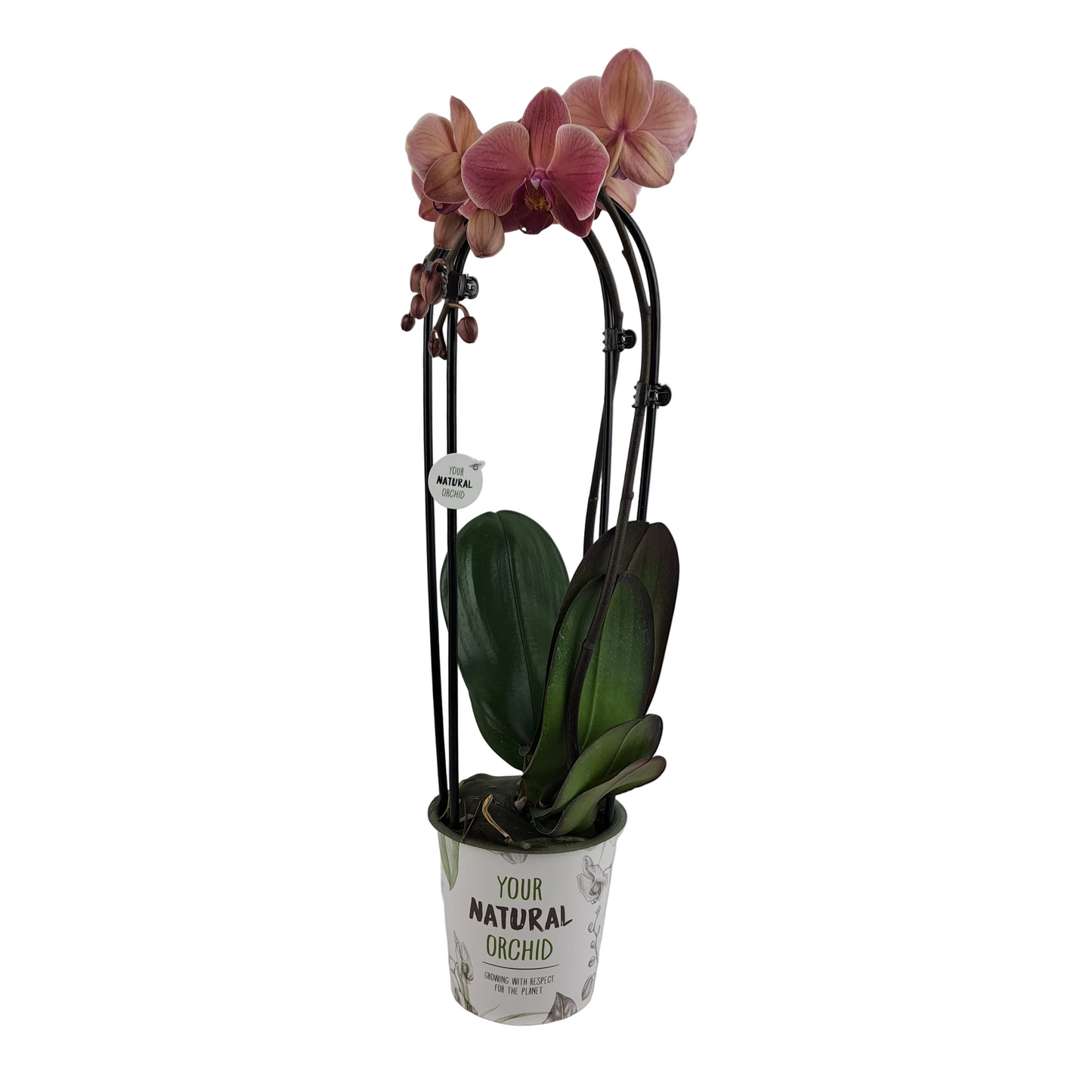 Orchidea Cascade lososová 55cm