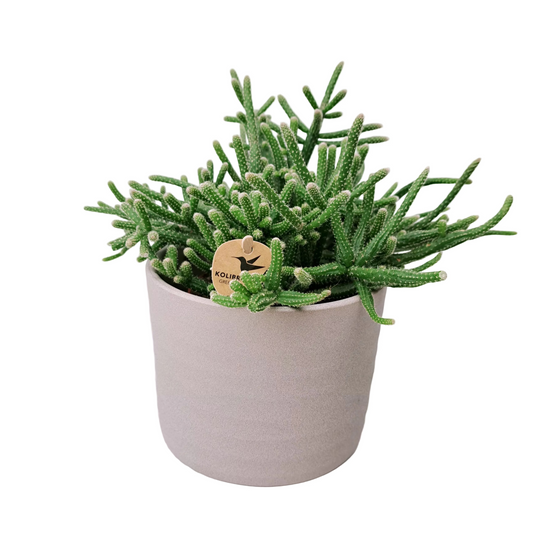 Donáška kvetov - Rhipsalis pilocarpa - slovenske-kvety.sk