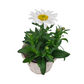 Leucanthemum Snowlady v košíku