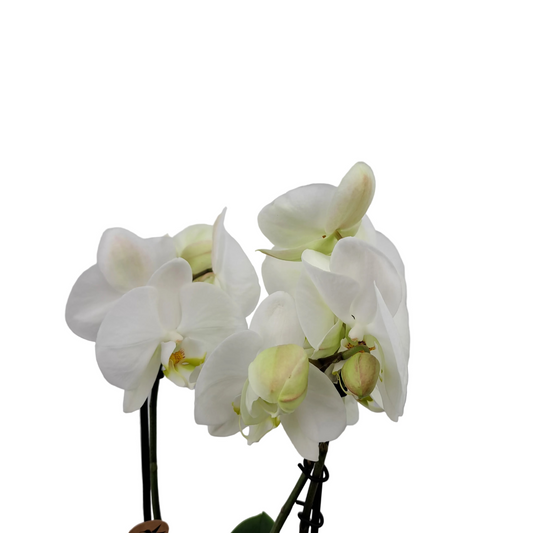 Orchidea Colibri Jewel 45cm