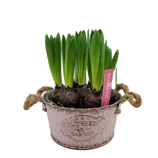 Donáška kvetov - Jarný aranžmán v plechovom vedierku - Hyacinty - slovenske-kvety.sk