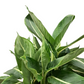 Dieffenbachia 55cm