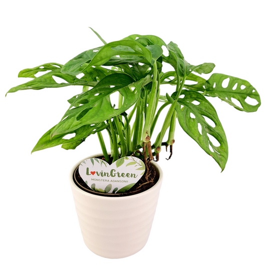 Monstera adansonii 30cm