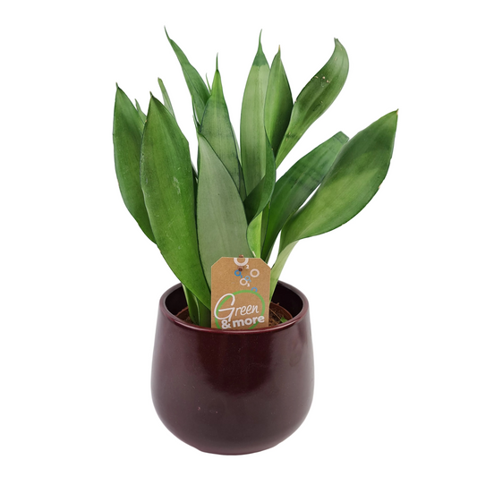 Svokrin jazyk (Sansevieria Zeylanica) 45cm