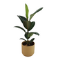 Ficus Robusta 50 cm