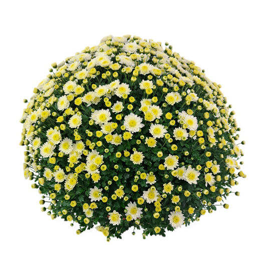 Slovenská chryzantéma 50cm - biela