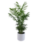 Chamaedorea elegans 60cm