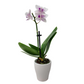 Orchidea mini 25cm Purple Kiss