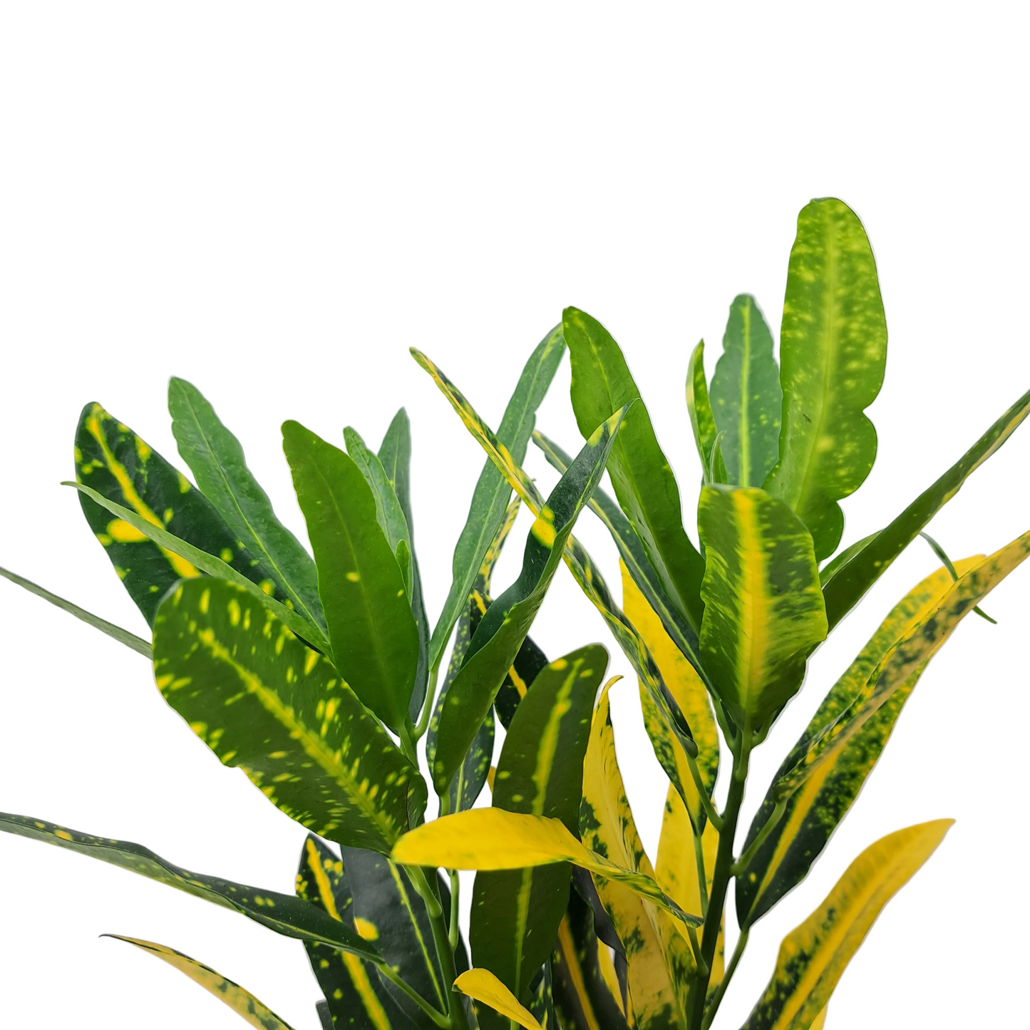 Codiaeum - Krotón 35 cm