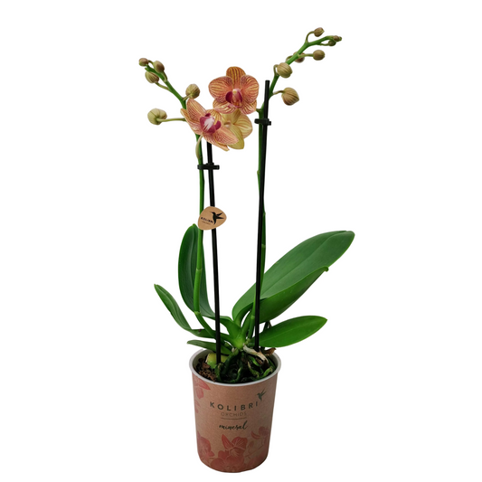 Donáška kvetov - Orchidea mini Colibri Mineral - Golden Sunset - slovenske-kvety.sk