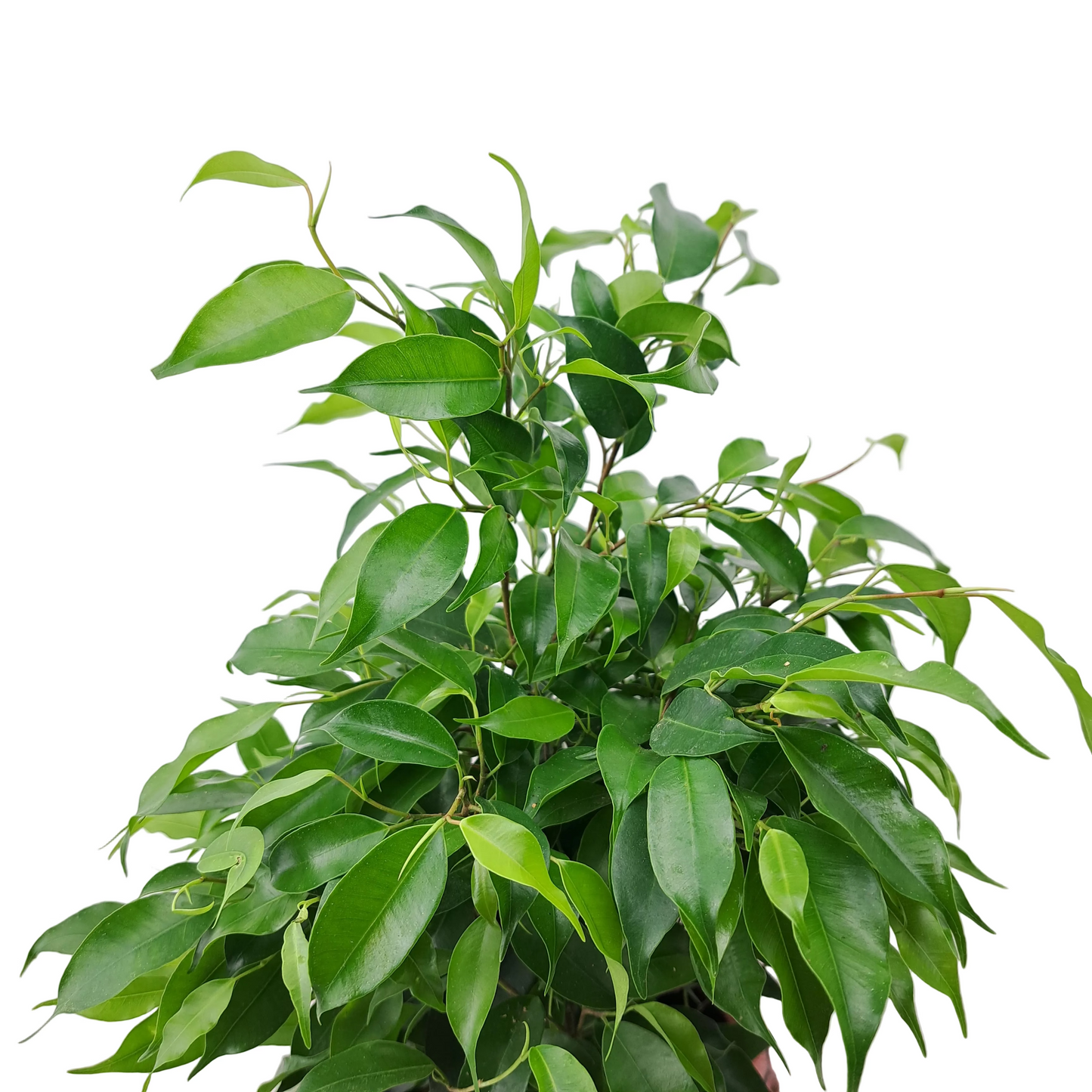 Ficus benjamina 35 cm