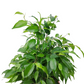 Ficus benjamina 35 cm