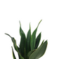 Donáška kvetov - Svokrin jazyk 40cm - slovenske-kvety.sk
