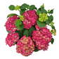 Veľká hortenzia – Royal Burgundy 45 cm