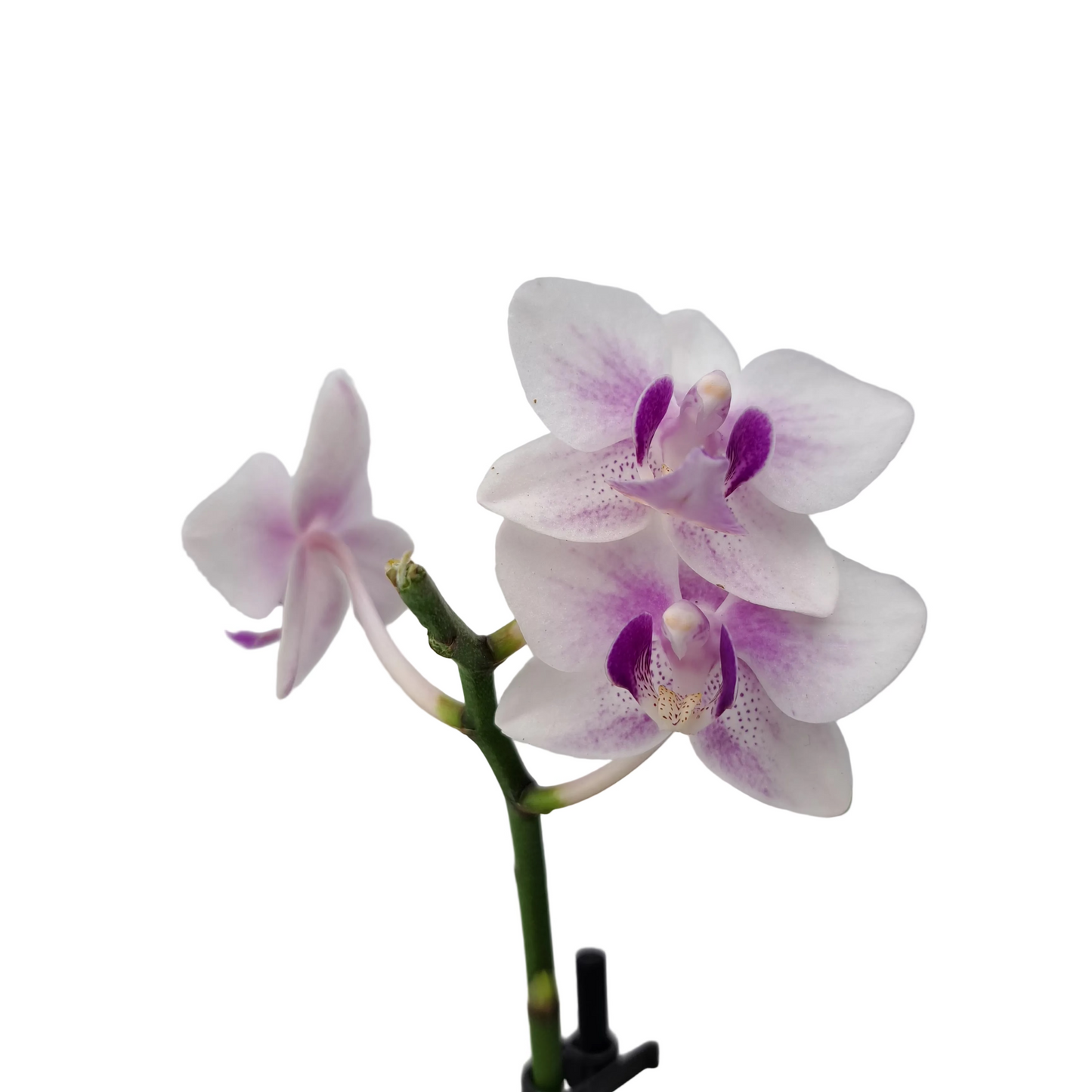 Orchidea mini 25cm Purple Kiss