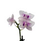 Orchidea mini 25cm Purple Kiss